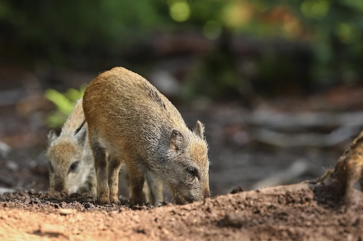 czech family using smartphone outdoors forest wildlife identification
