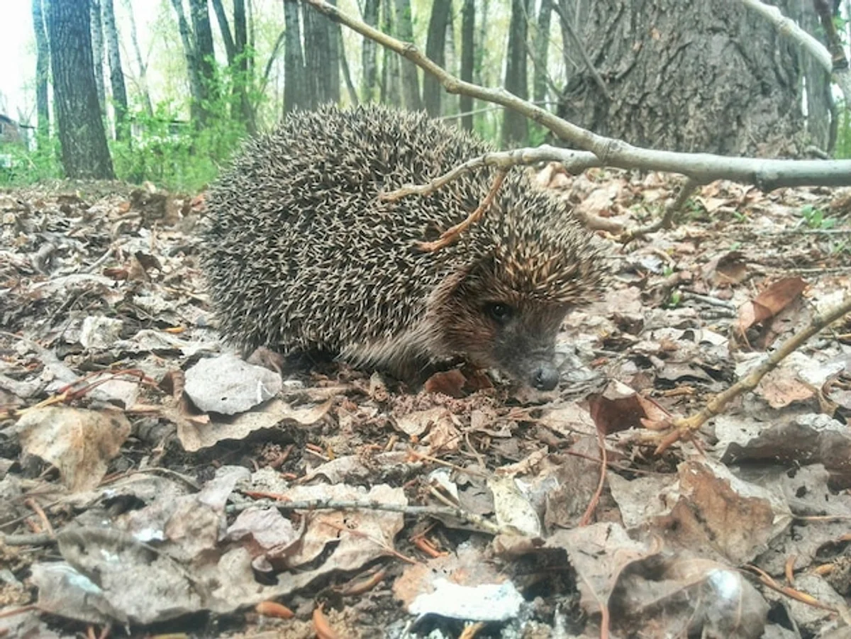 hedgehog hibernation closeup winter nest