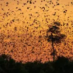 european bats awakening in spring dusk nature