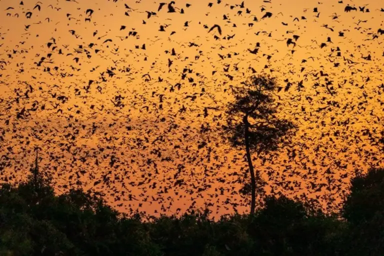 european bats awakening in spring dusk nature