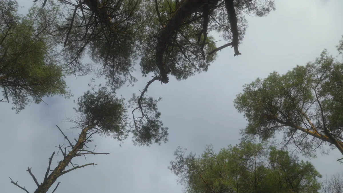 czech bat flying dusk spring nature