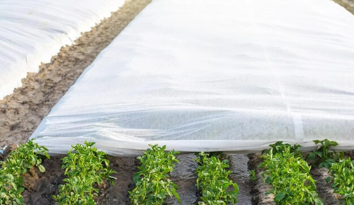 protecting plants from frost in garden with cover fabric