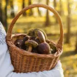 fresh wild mushrooms storage tips czech autumn