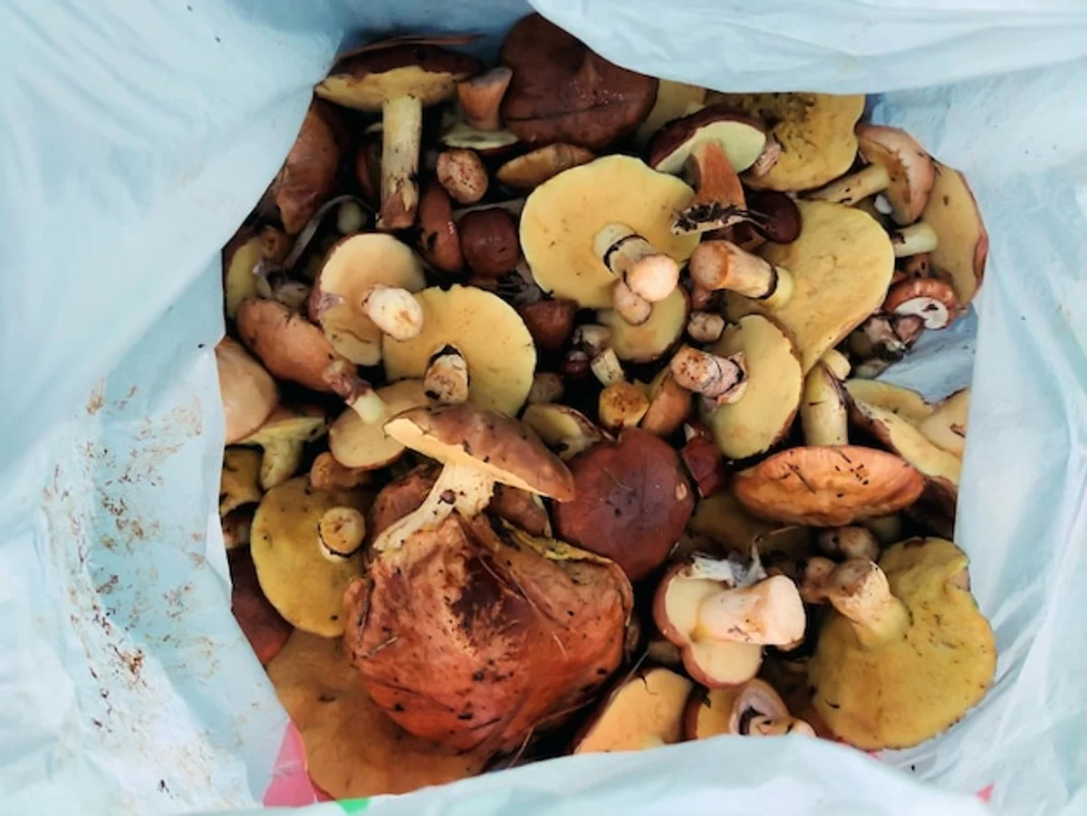 fresh wild mushrooms in paper bag fridge storage