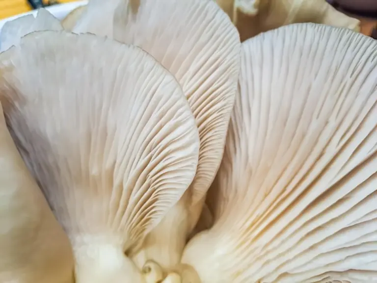 picking oyster mushrooms in autumn Czech forest