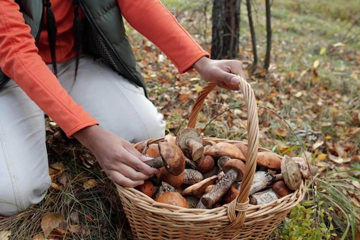autumn mushroom picking in czech forest