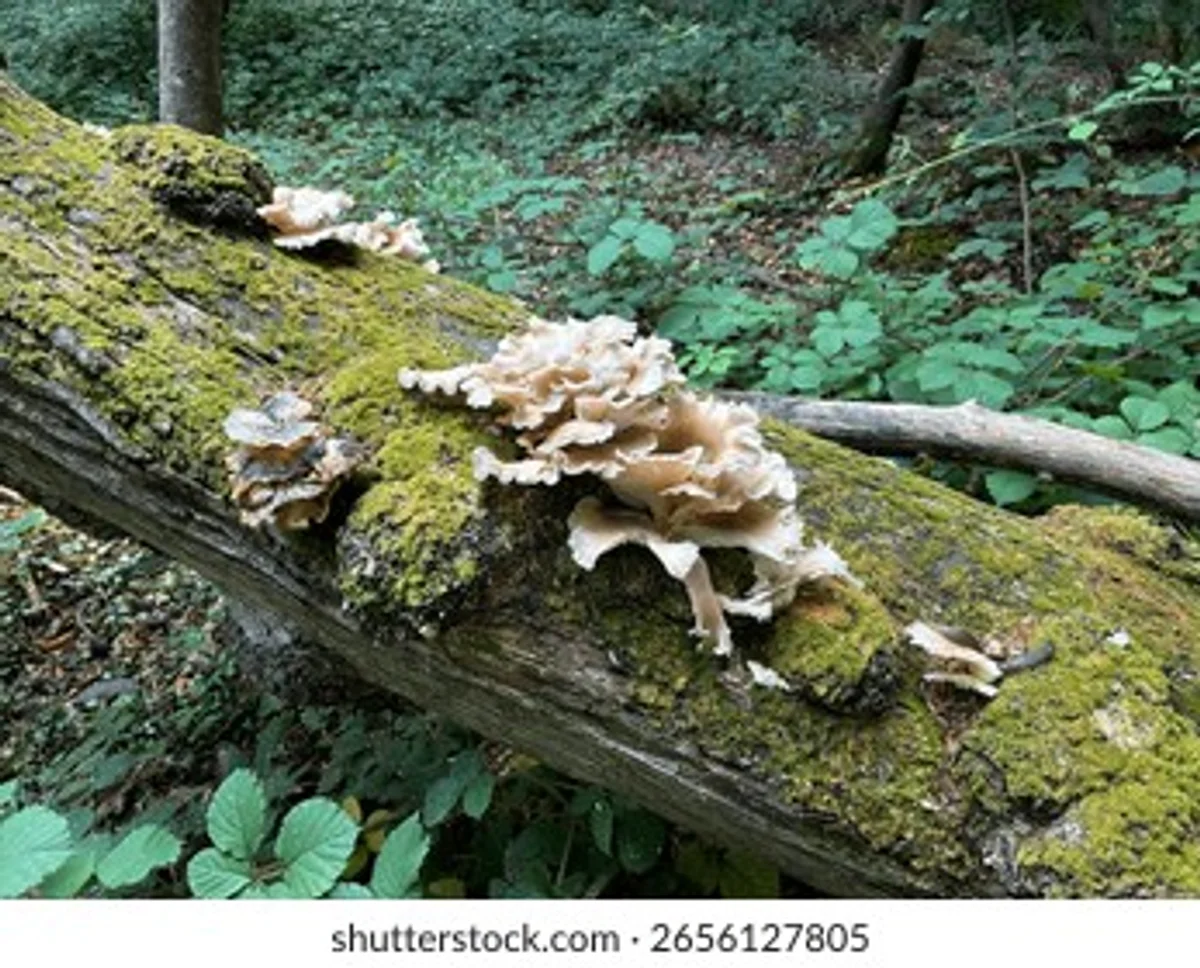 oyster mushroom harvesting on tree trunk in czech november forest