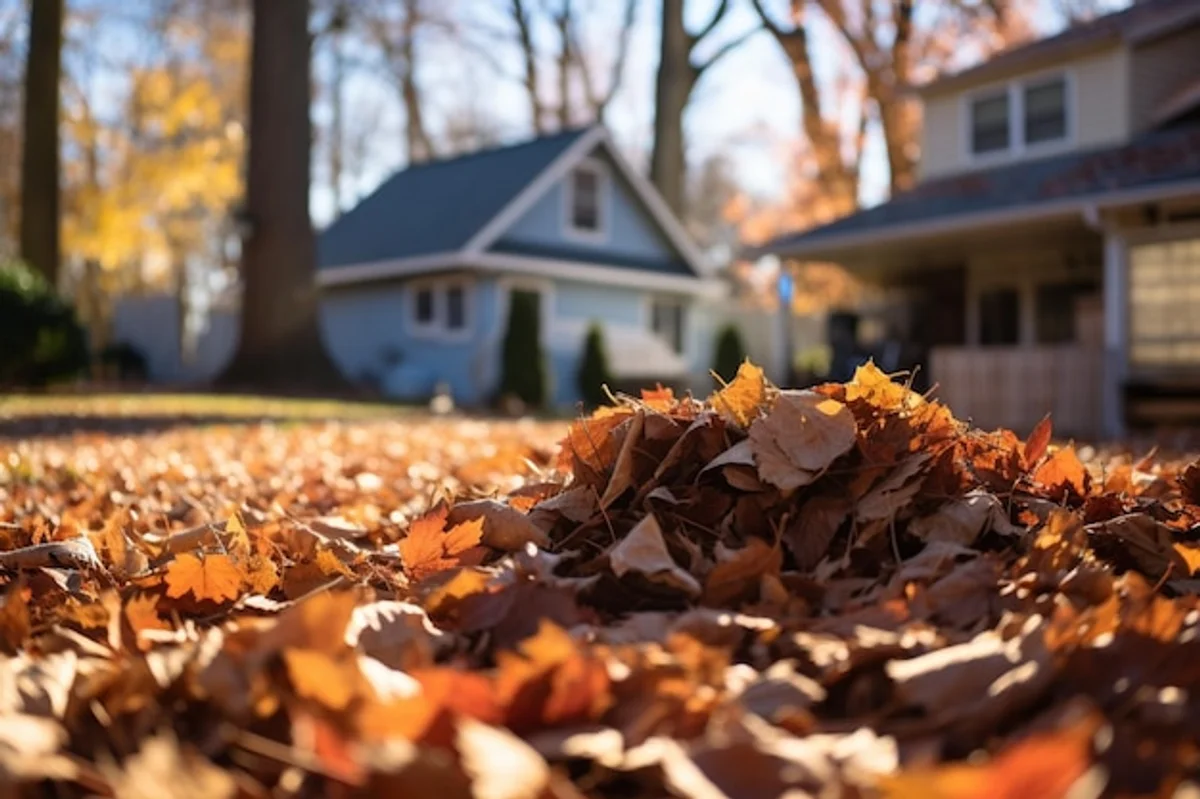 czech autumn forest colorful leaves mood