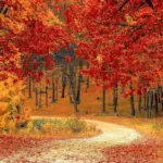 autumn leaves color change october czech nature bright
