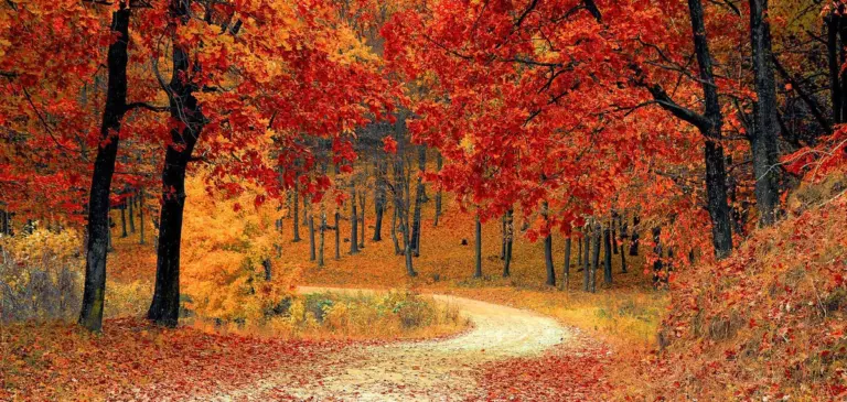autumn leaves color change october czech nature bright