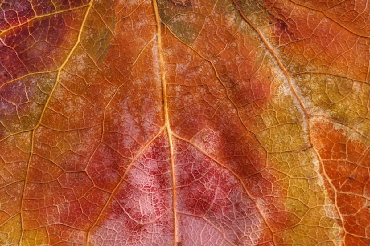 tree leaves macro closeup autumn pigments