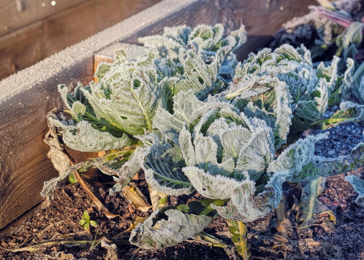 damaged vegetables after autumn frost Czech garden