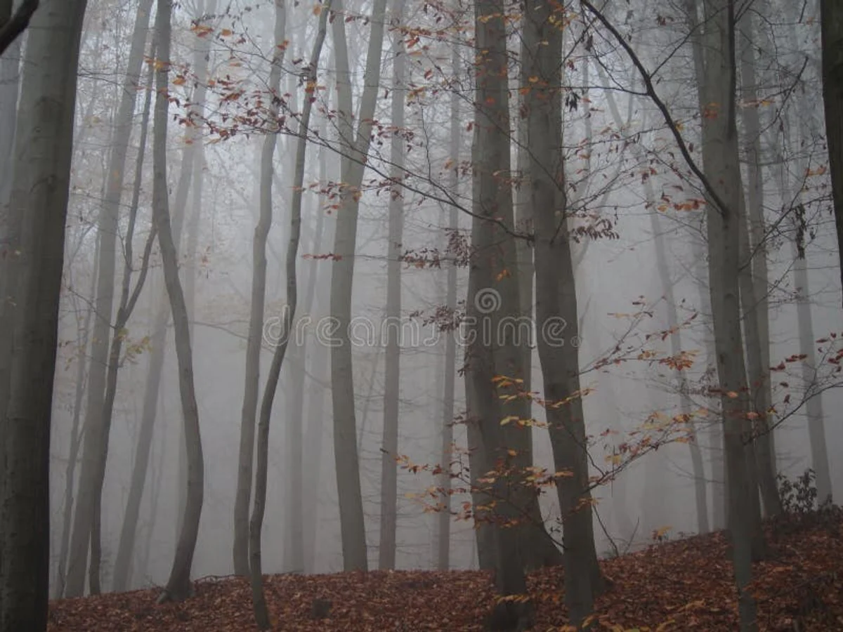 foggy czech forest november solitude