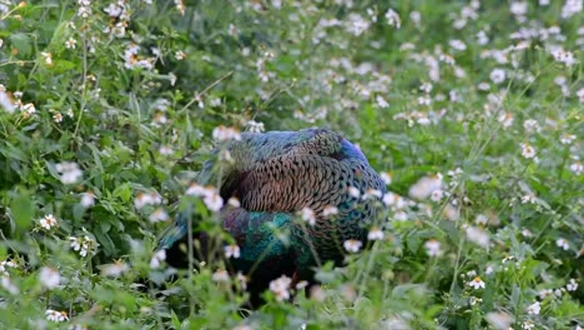 czech backyard birds autumn garden