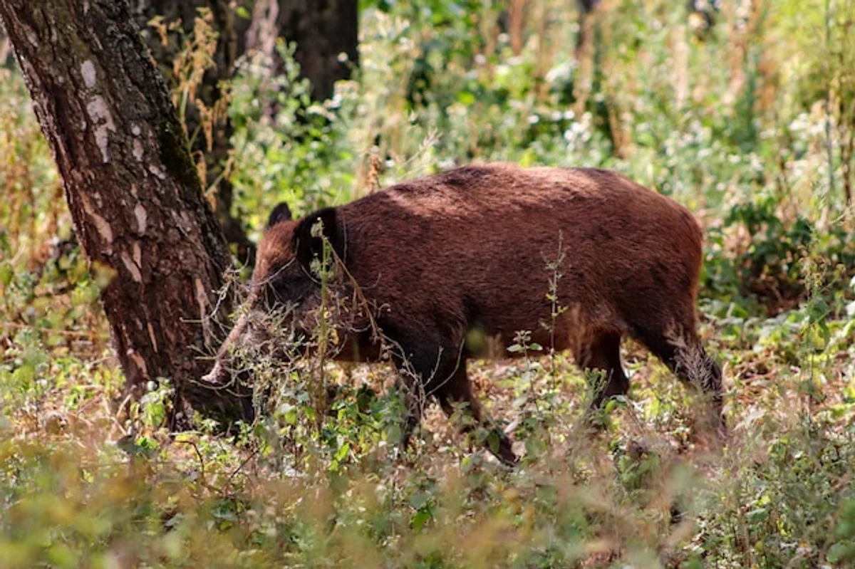 czech forest invasive species