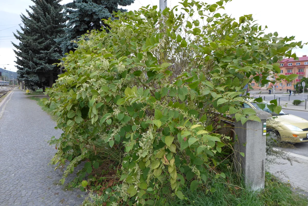 japanese knotweed czech nature destruction