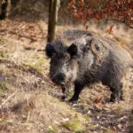 wild boar encounter autumn forest czech republic