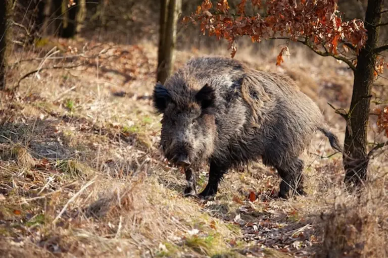 wild boar encounter autumn forest czech republic