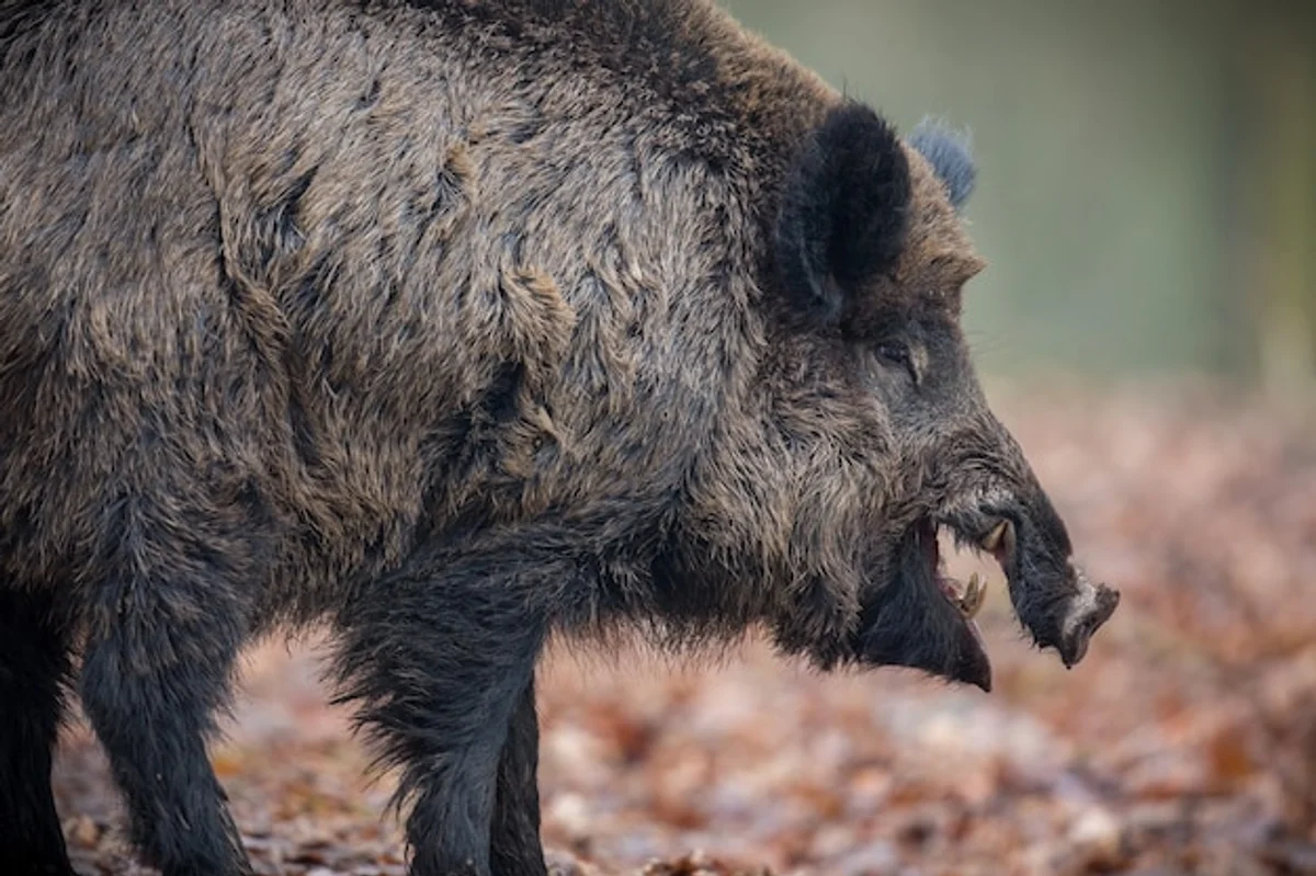 close up wild boar autumn forest czech republic