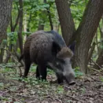 roe deer wild boar czech forest animals