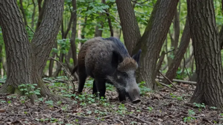 roe deer wild boar czech forest animals