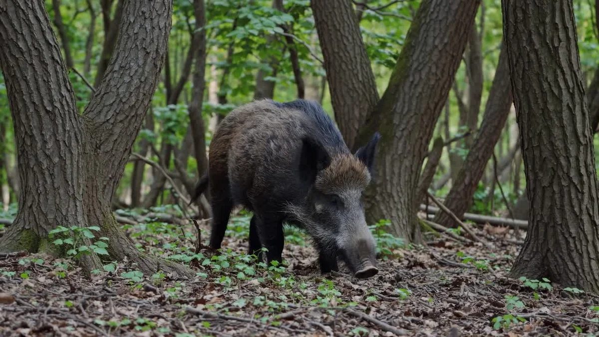 roe deer wild boar czech forest animals