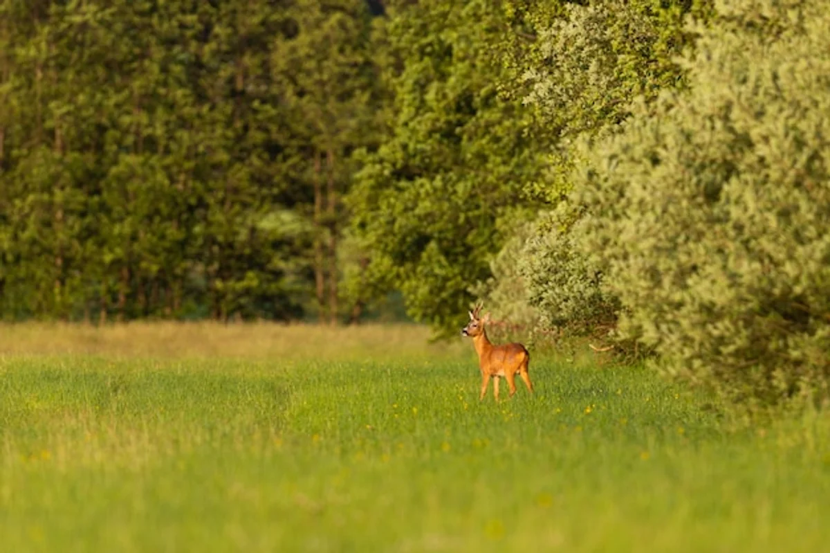 roe deer in czech forest
