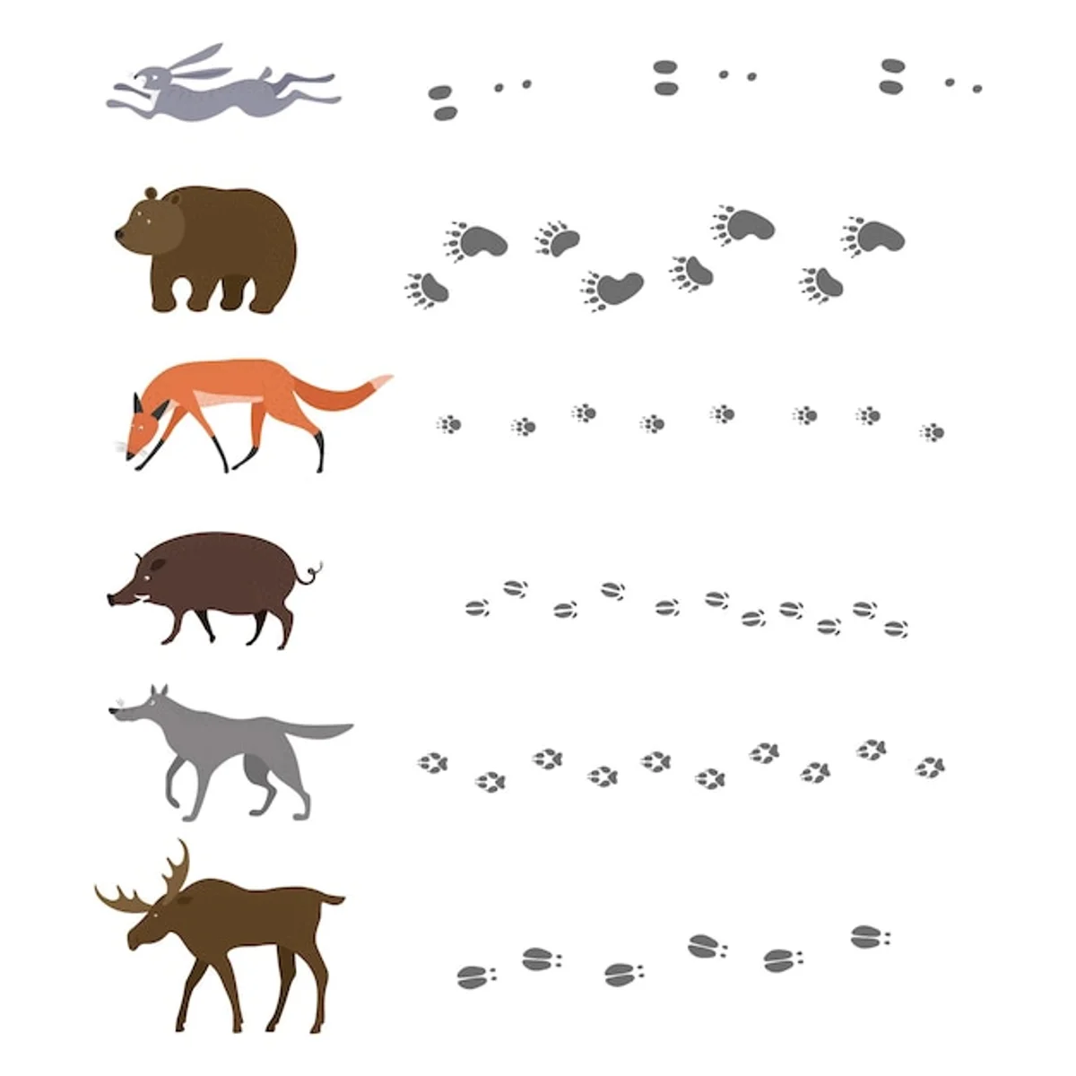 wild boar footprints forest