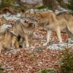 autumn fox behavior czech nature