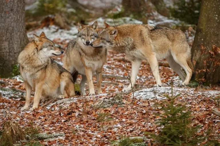 autumn fox behavior czech nature