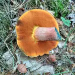 forest mushroom mycelium macro autumn czech republic