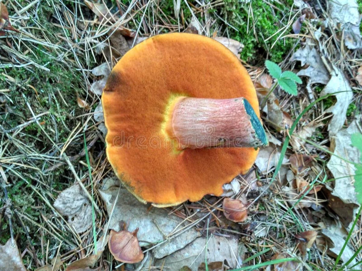 forest mushroom mycelium macro autumn czech republic
