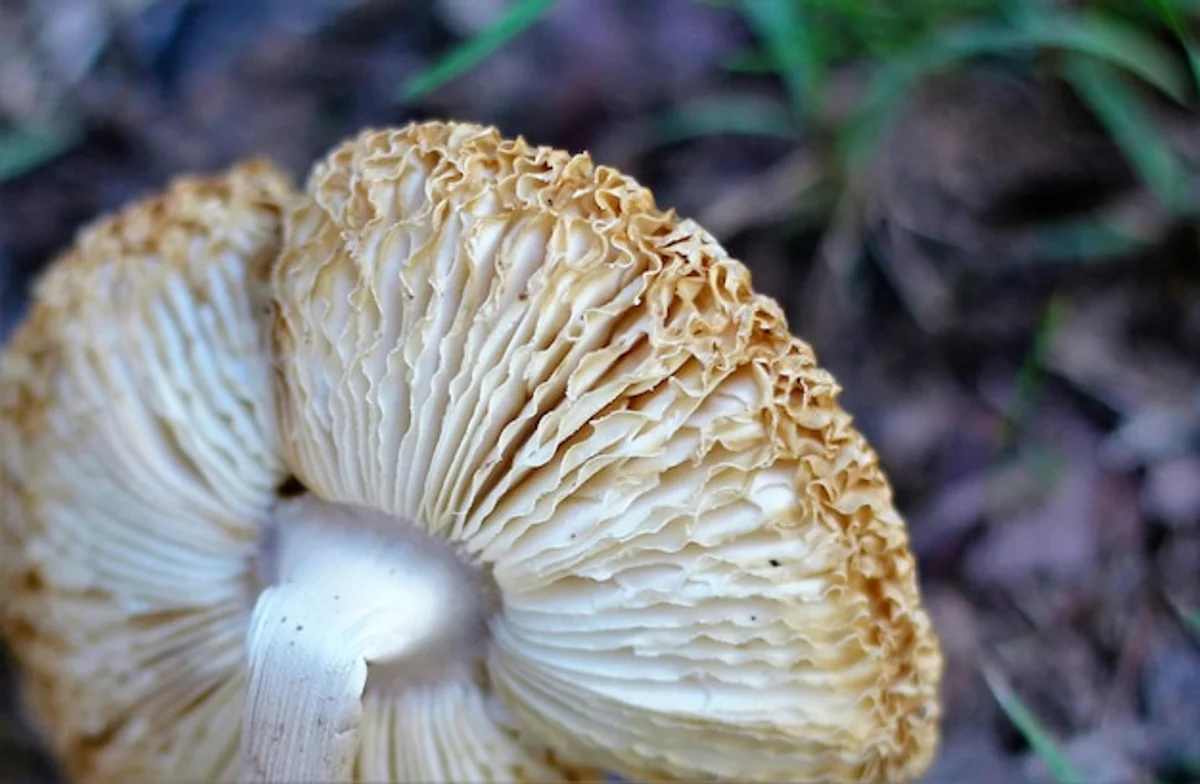 Czech forest mushroom autumn macro closeup