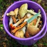 autumn mushroom picking in Czech forest