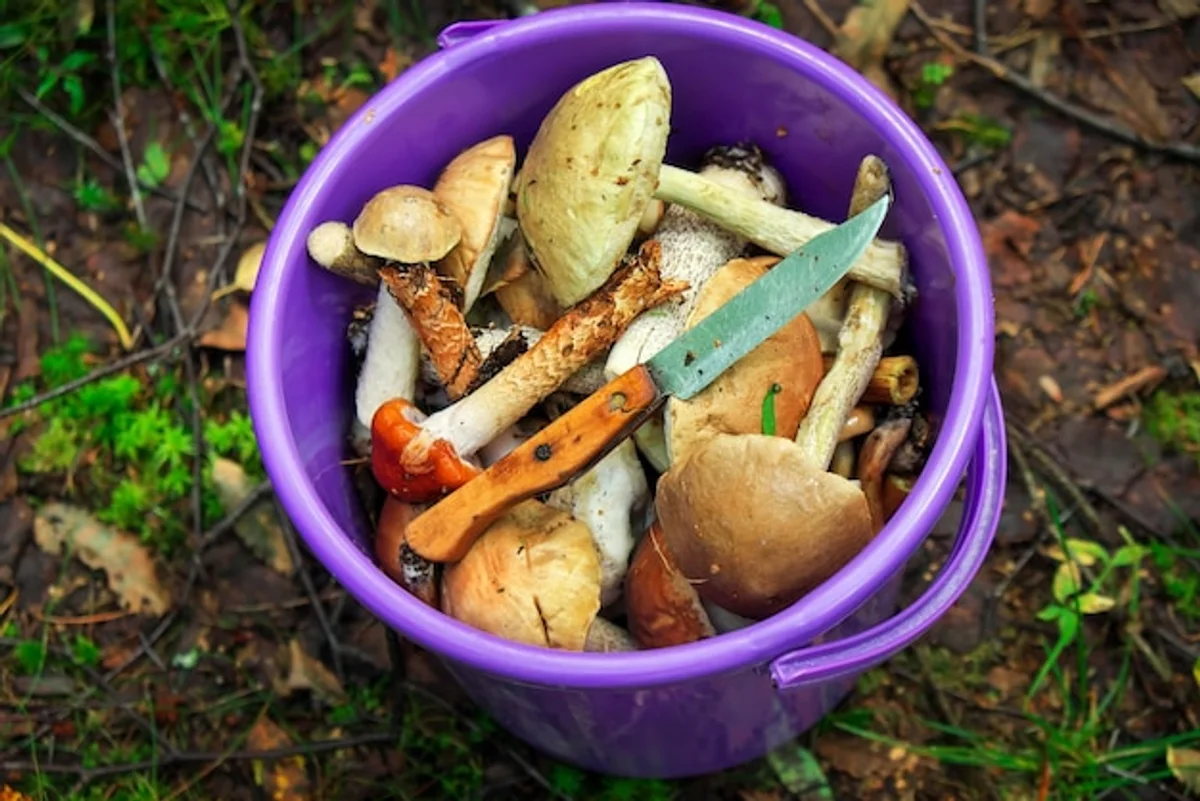 autumn mushroom picking in Czech forest