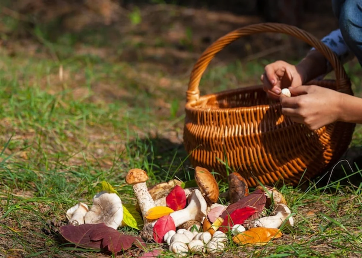 mushroom picking in Czech forest autumn basket