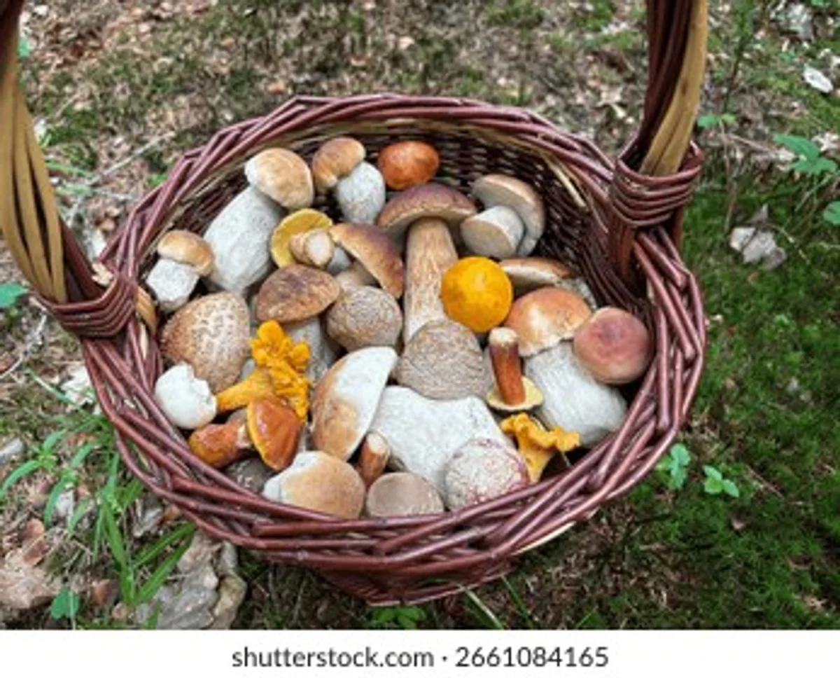 autumn basket of mushrooms on moss in Czech Republic