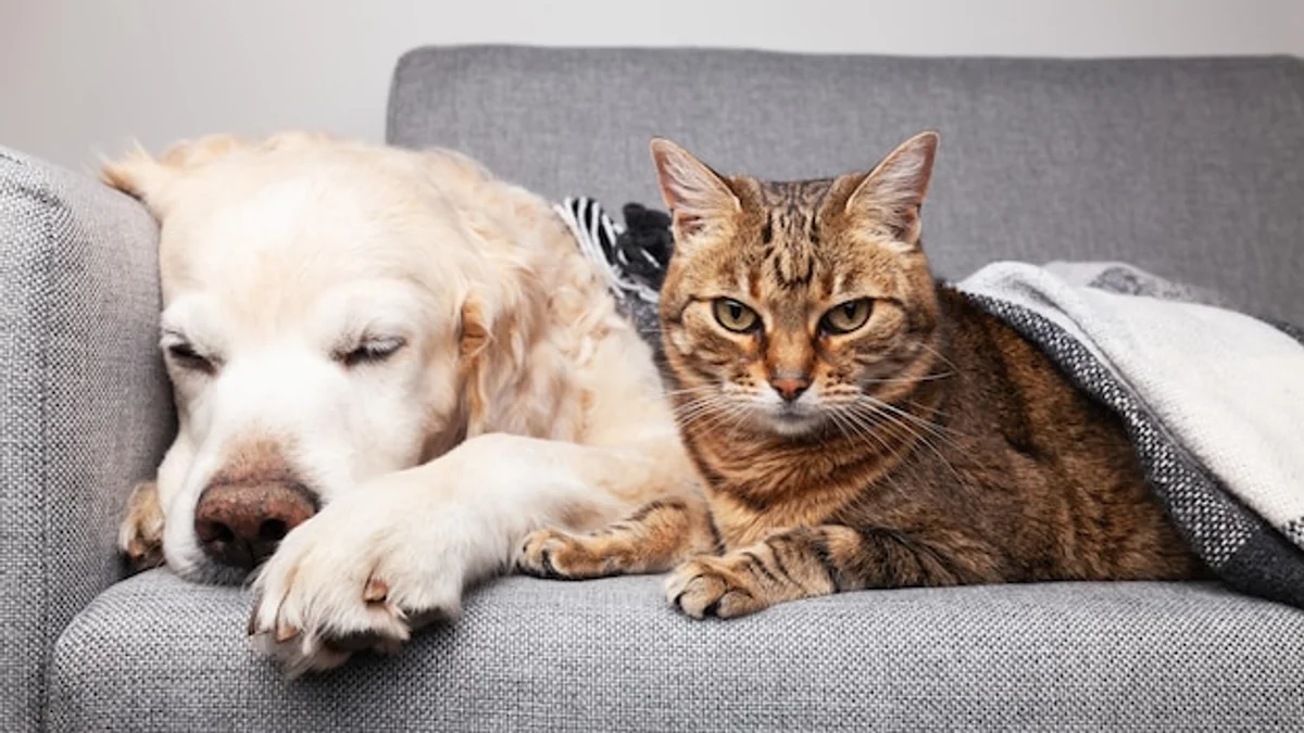 Cat and dog cuddling on sofa in winter, cozy atmosphere
