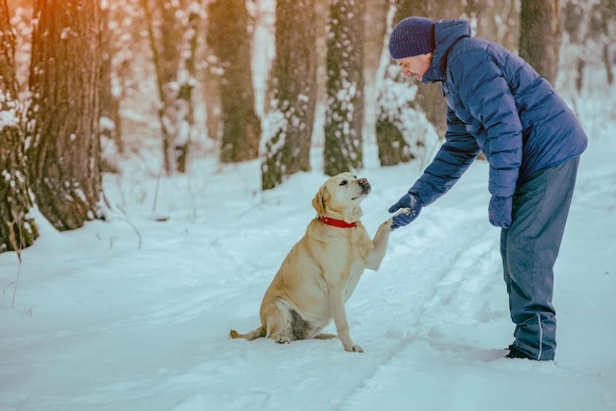 Dog owner walking dog in snowy park winter happiness