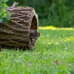 autumn beekeeping czech garden