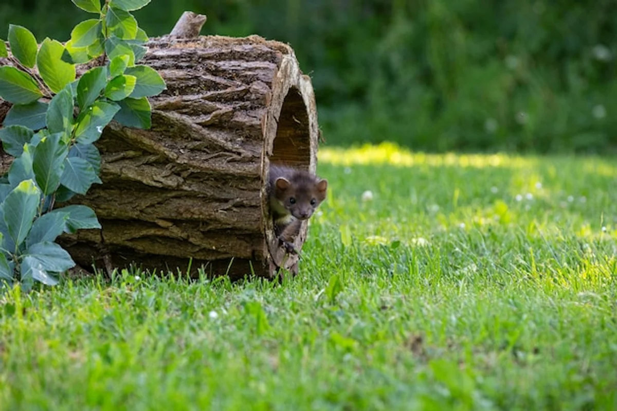 autumn beekeeping czech garden