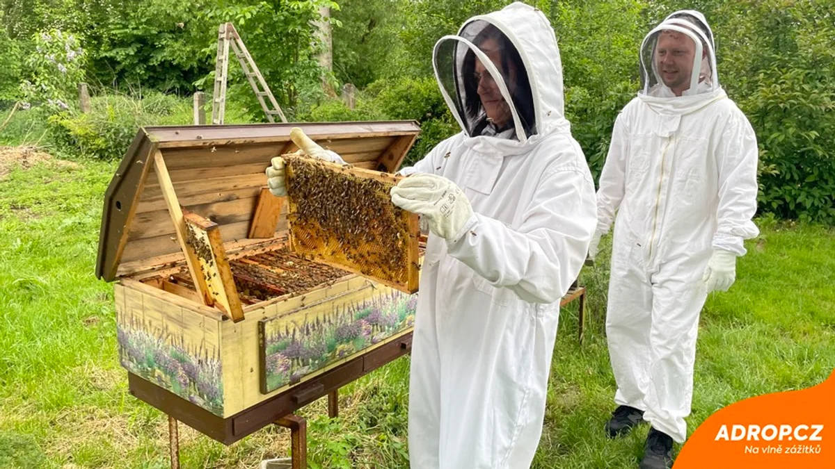 close up beekeeping czech autumn hive inspection