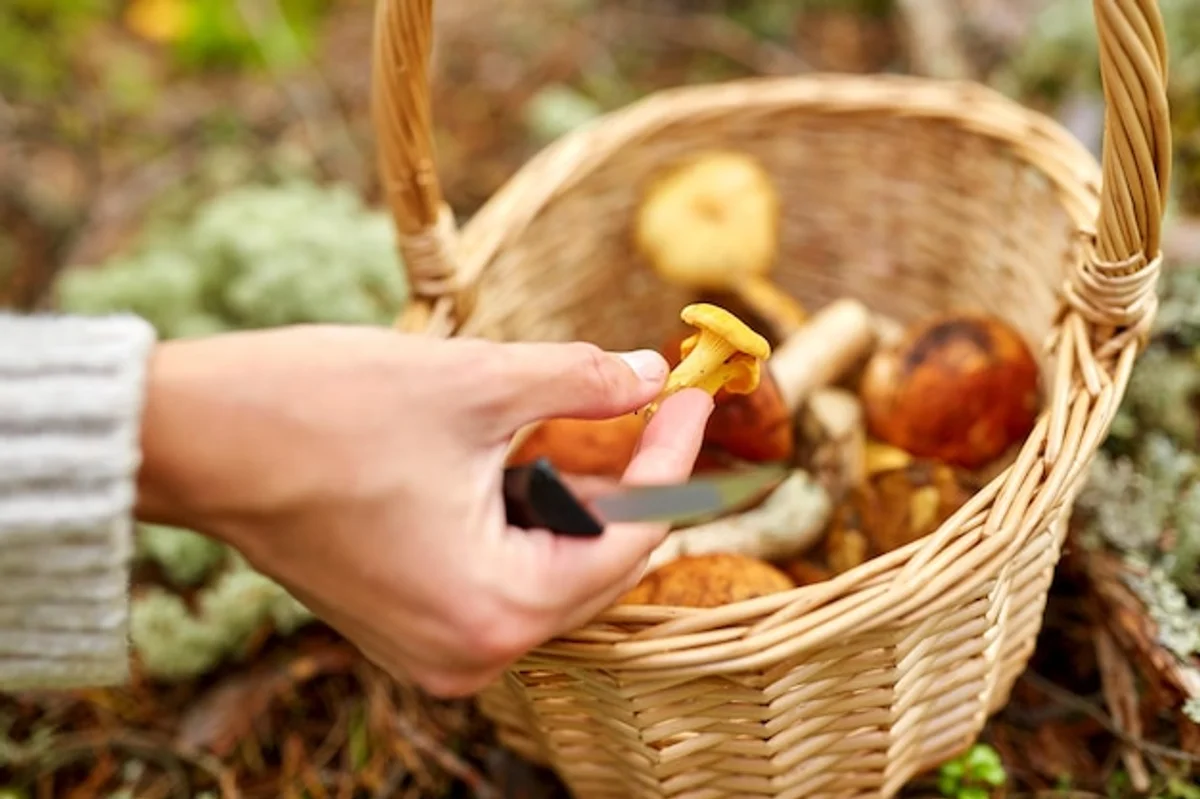 mushroom picking czech forest autumn basket high quality