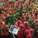 colorful autumn flowering hybrid plants garden czech