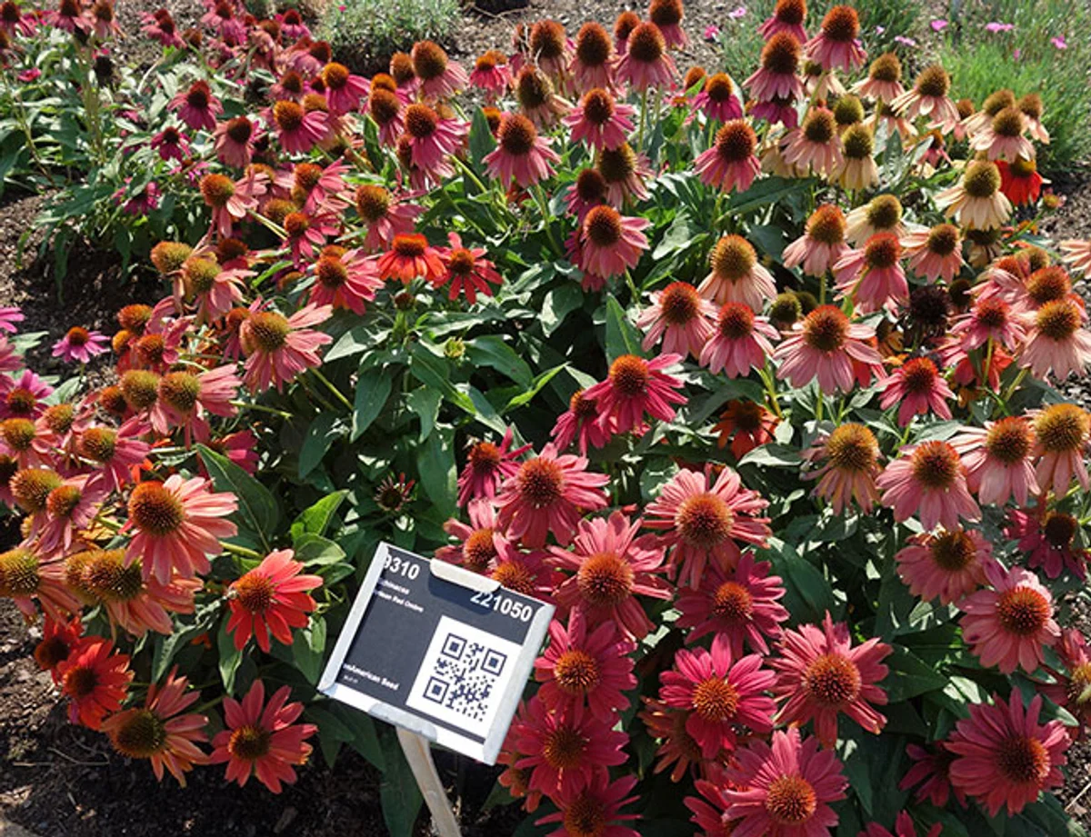 colorful autumn flowering hybrid plants garden czech