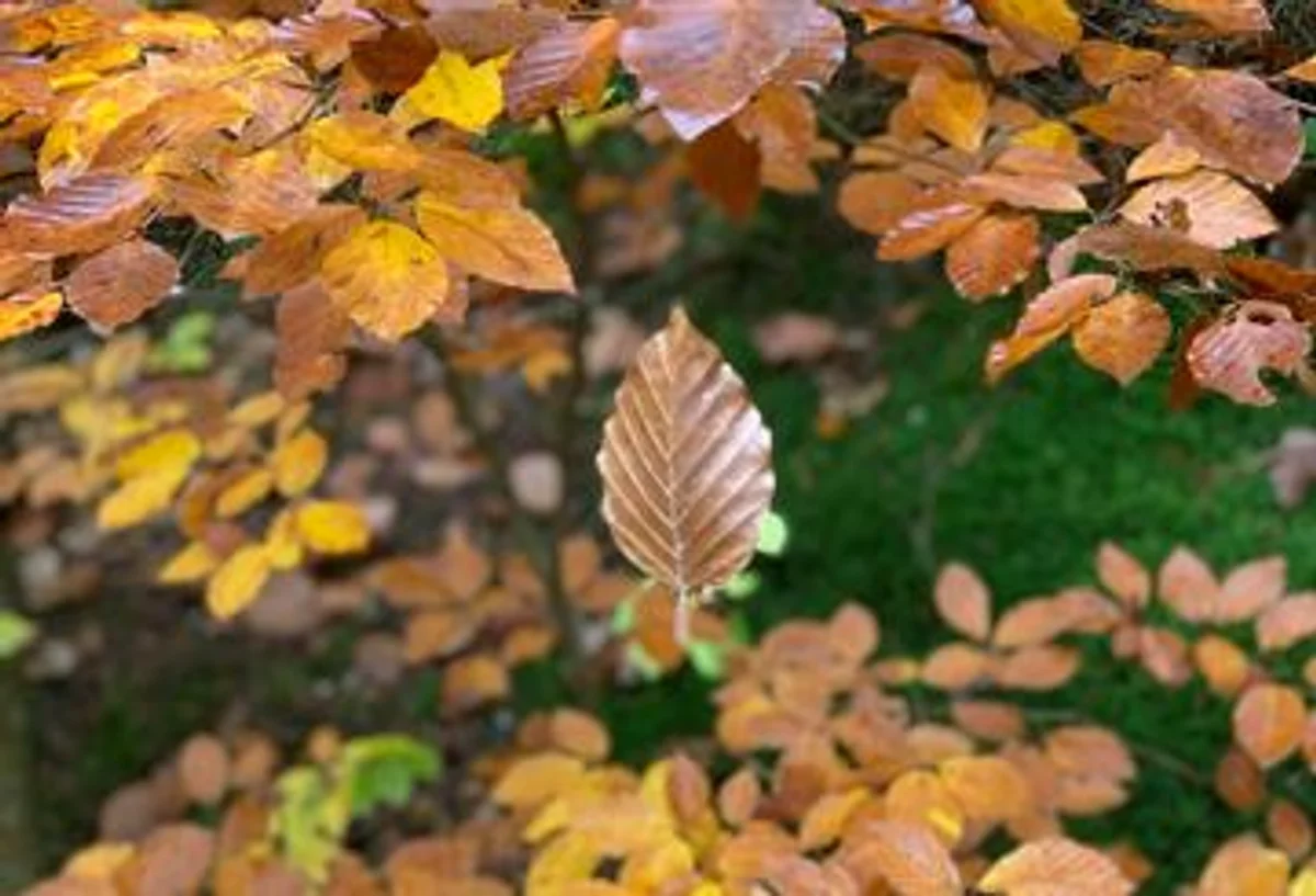 October Czech autumn weather science