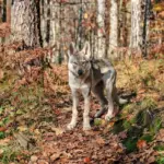 wolves surviving in autumn european forest