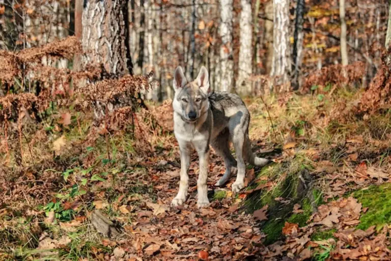 wolves surviving in autumn european forest