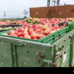 Autumn fruit storage tips apples pears rustic Czech