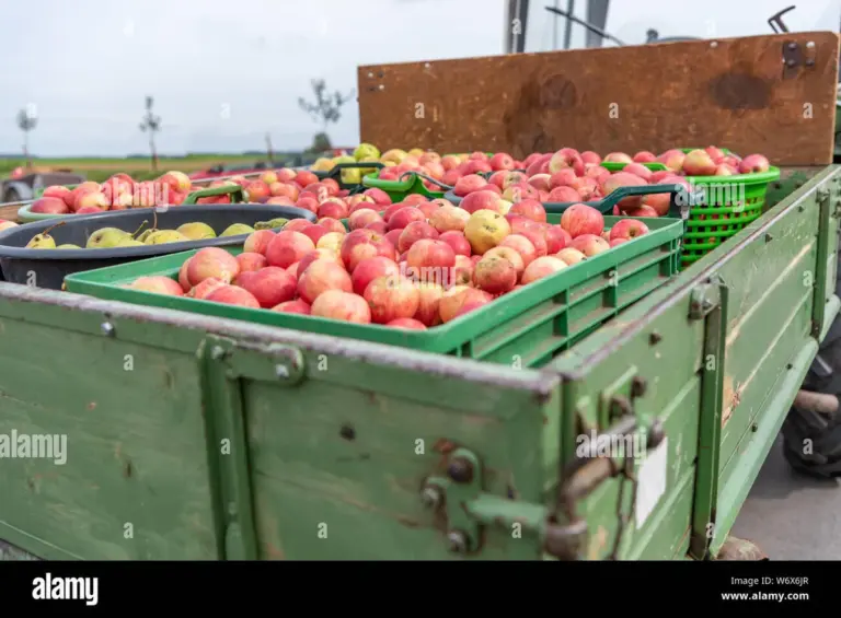 Autumn fruit storage tips apples pears rustic Czech
